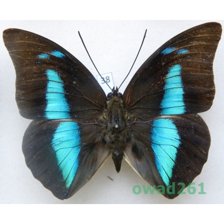 Archaeoprepona meander (Cramer, 1775) Peru 89mm38